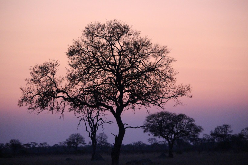 点击大图看下一张：傍晚唯美的树图片