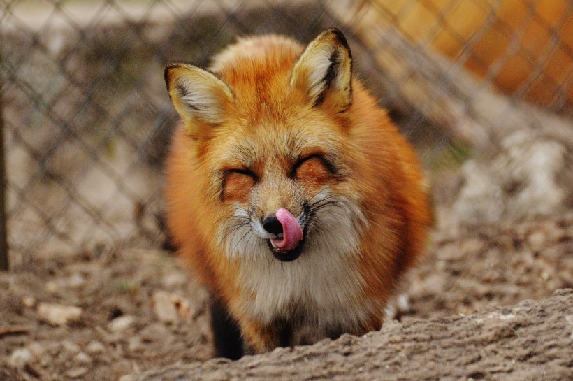 点击大图看下一张：狡黠的狐狸图片