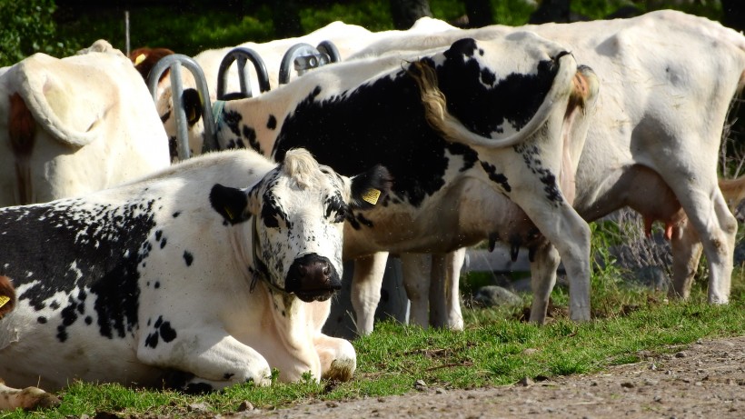 点击大图看下一张：牧场里的奶牛图片
