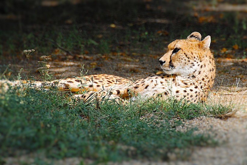 点击大图看下一张：迅捷勇猛的猎豹图片