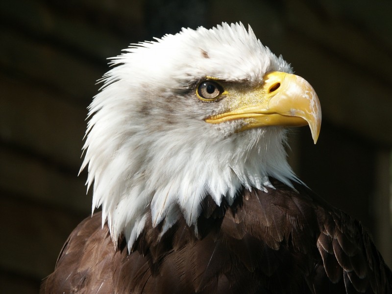 点击大图看下一张：目光锐利的老鹰头部特写图片 