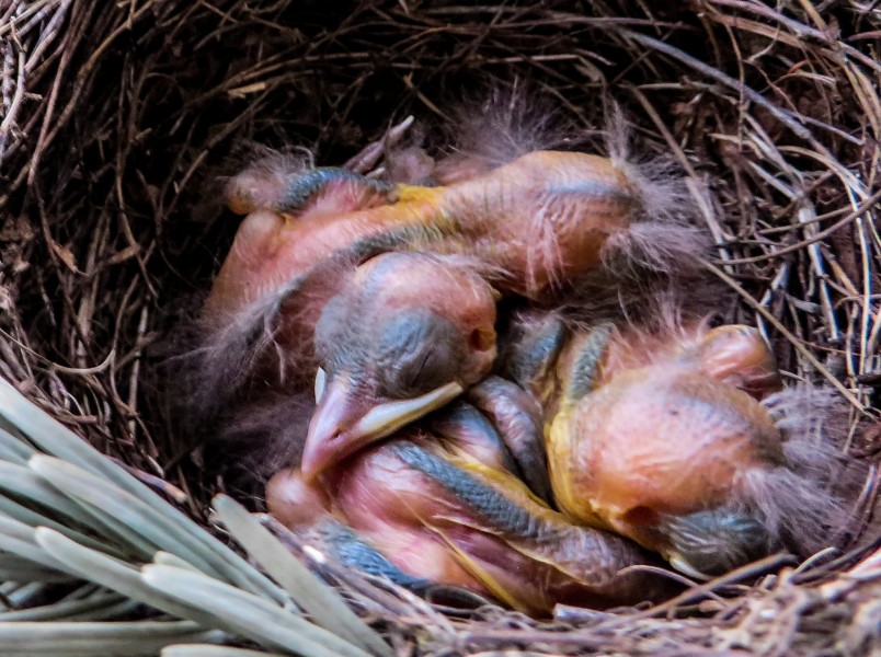 点击大图看下一张：鸟巢中的雏鸟图片