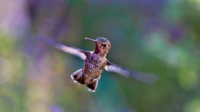点击大图看下一张：体态轻盈的蜂鸟图片