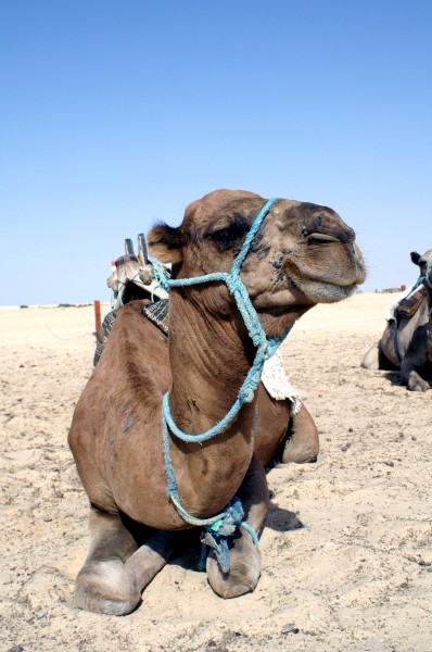 点击大图看下一张：骆驼头部图片