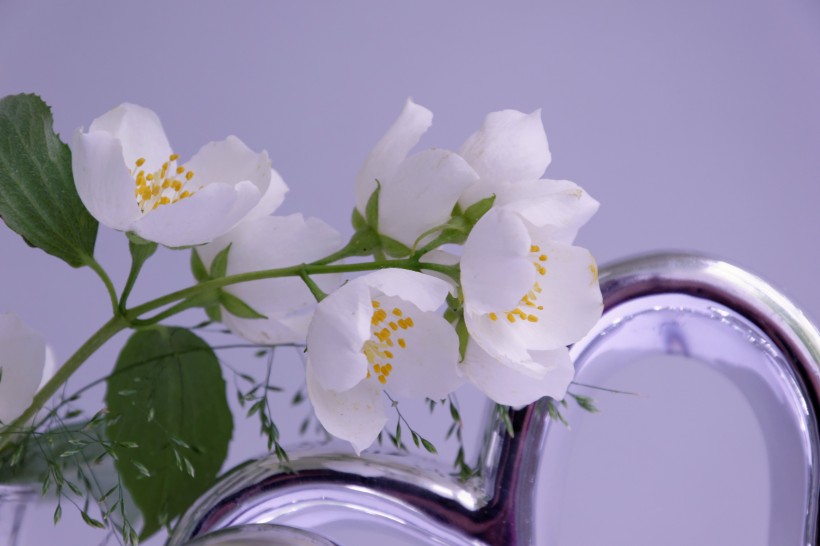 点击大图看下一张：清新淡雅的茉莉花图片