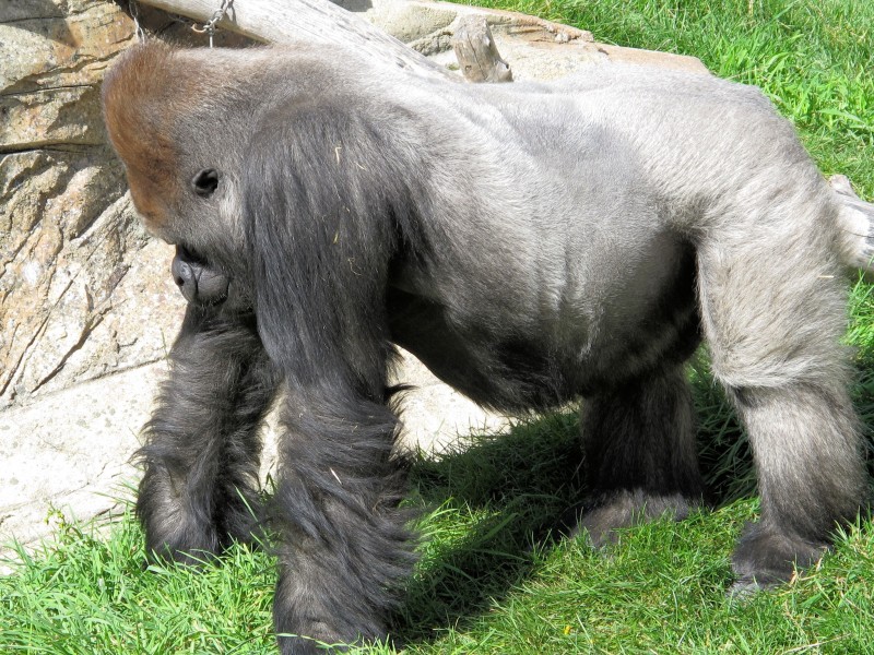 点击大图看下一张：呆萌可爱的大猩猩图片 