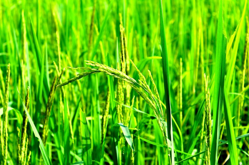 点击大图看下一张：绿油油的水稻图片
