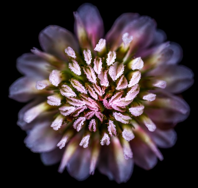 点击大图看下一张：微距拍摄的花朵图片