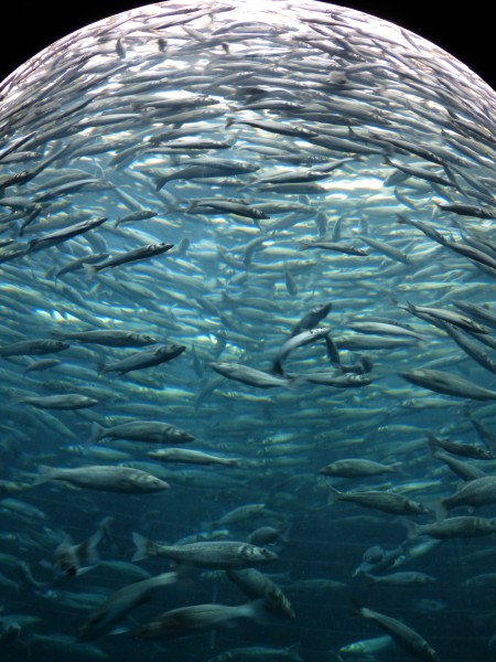 点击大图看下一张：数量庞大的鱼群图片