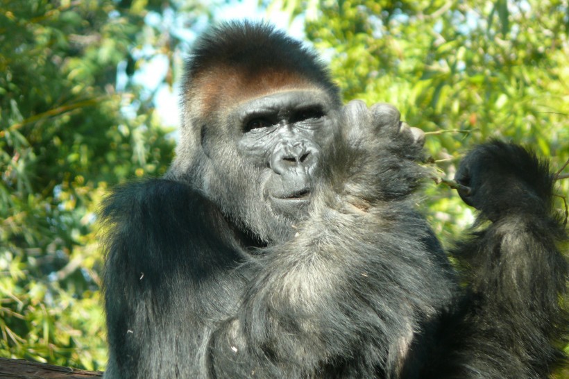 点击大图看下一张：呆萌可爱的大猩猩图片 