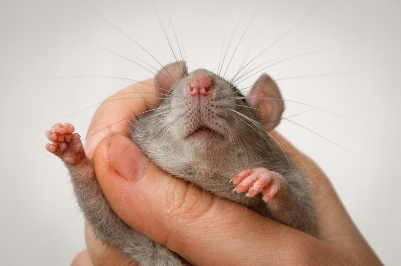 点击大图看下一张：小巧可爱的老鼠图片