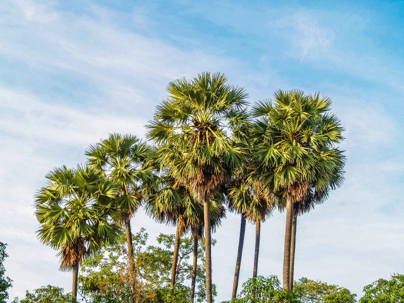 点击大图看下一张：热带椰树图片
