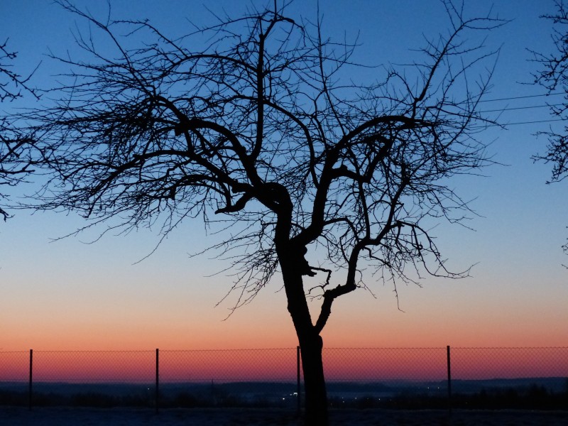 点击大图看下一张：傍晚唯美的树图片