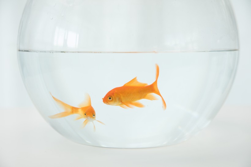 点击大图看下一张：鱼缸里的金鱼图片
