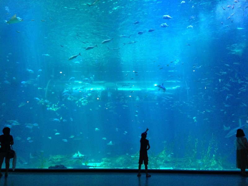 点击大图看下一张：奇妙的水族馆图片