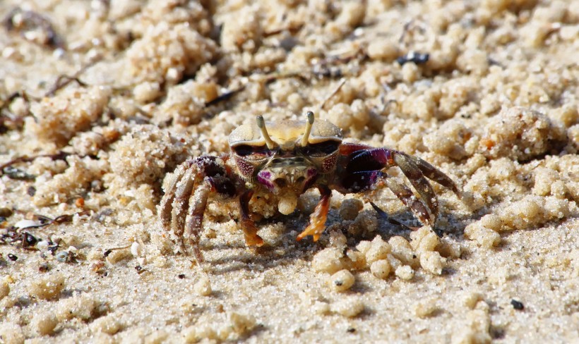 点击大图看下一张：沙滩上的螃蟹图片