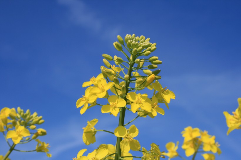 点击大图看下一张：金黄色的油菜花图片