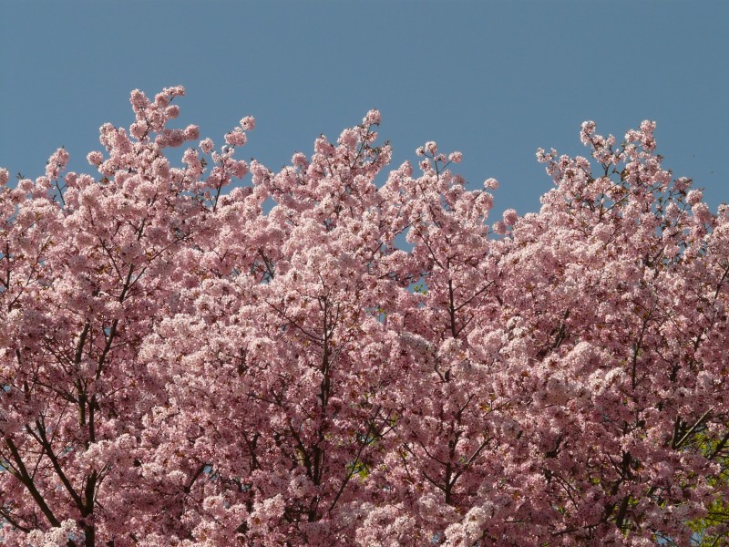 点击大图看下一张：绽放的粉色樱花图片