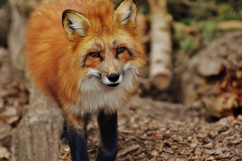 点击大图看下一张：狡黠的狐狸图片