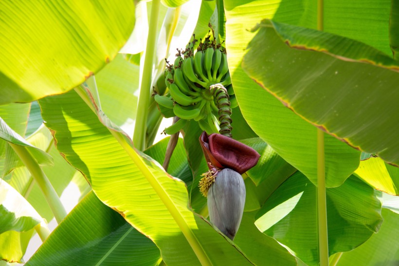 点击大图看下一张：未成熟的绿色香蕉图片