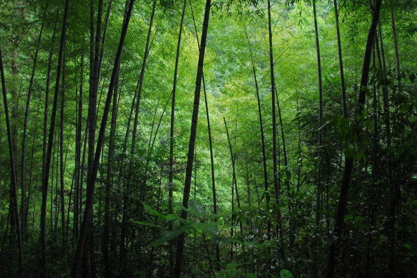 点击大图看下一张：翠绿的竹林图片