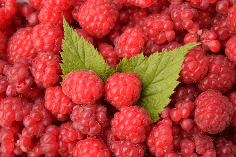 点击大图看下一张：又红又甜的山莓图片