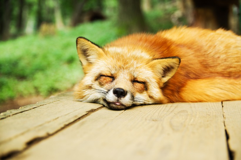 点击大图看下一张：可爱灵气的狐狸图片