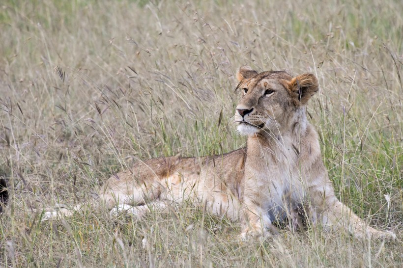 点击大图看下一张：野生的母狮子图片