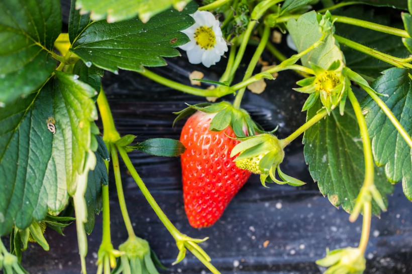 点击大图看下一张：新鲜可口的草莓图片