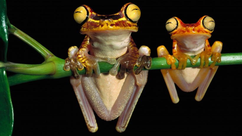 点击大图看下一张：色彩鲜艳的青蛙图片