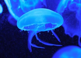 深海的蓝色水母图片_10张
