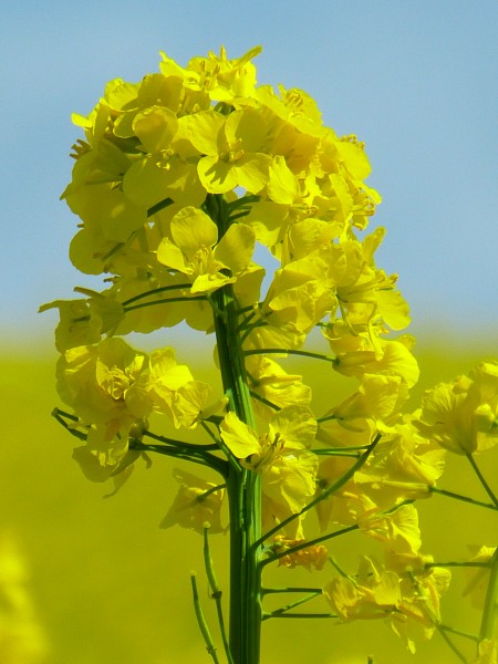 点击大图看下一张：金黄色的油菜花图片