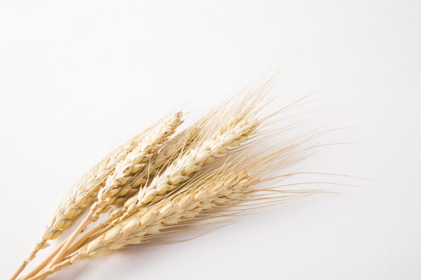 点击大图看下一张：麦子和麦穗图片