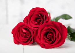 红色的玫瑰花图片_23张