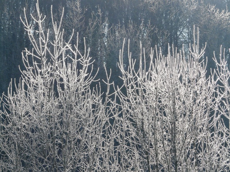 点击大图看下一张：结霜的树枝图片