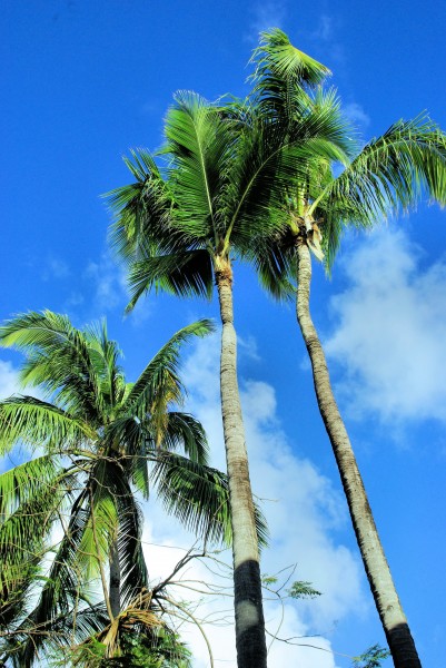 点击大图看下一张：常绿乔木椰子树图片
