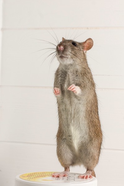 点击大图看下一张：小巧可爱的老鼠图片