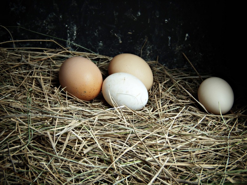 点击大图看下一张：新鲜的鸡蛋图片