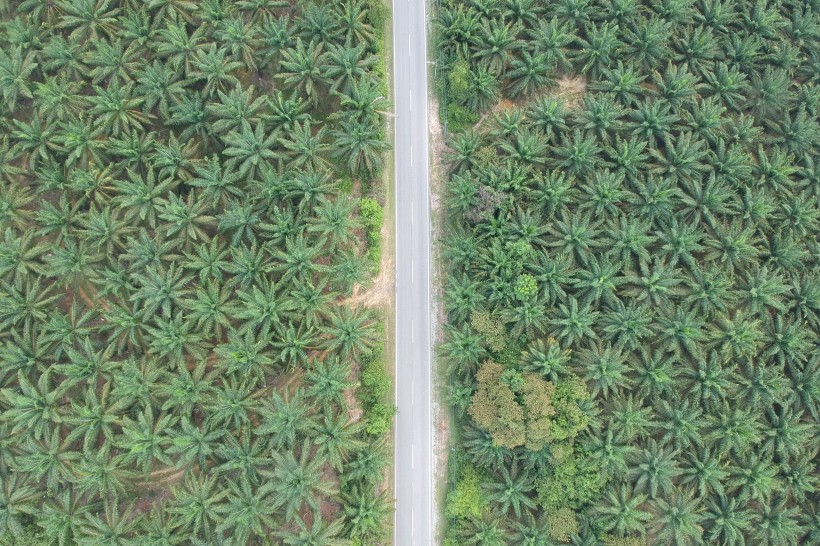 点击大图看下一张：树林里的公路图片