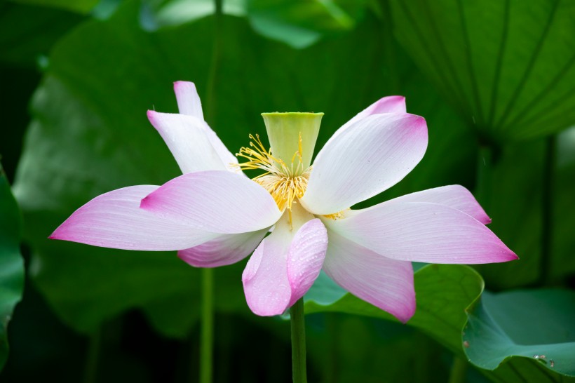 点击大图看下一张:盛开的美艳荷花图片