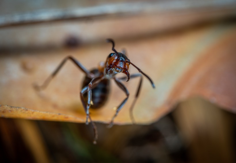 点击大图看下一张：蚂蚁微距摄影图片