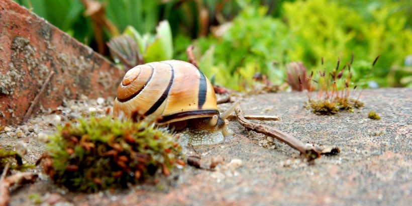 点击大图看下一张：爬行的蜗牛图片