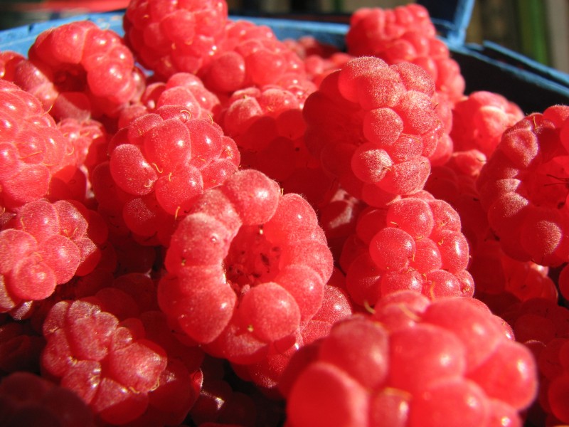 点击大图看下一张：又红又甜的山莓图片
