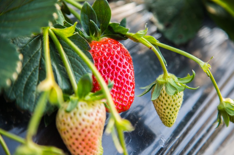 点击大图看下一张：新鲜可口的草莓图片