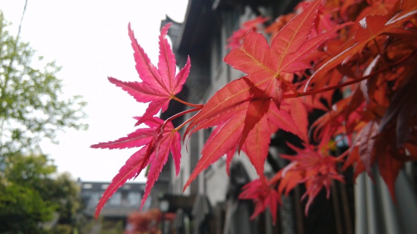 点击大图看下一张：秋季唯美枫叶图片