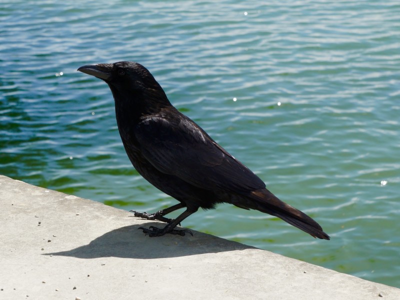 点击大图看下一张：黑色羽毛的乌鸦图片