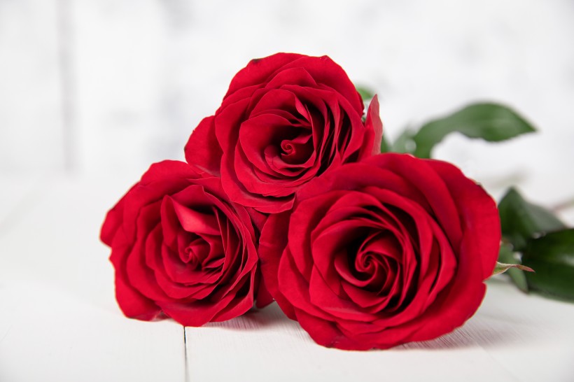 点击大图看下一张：红色的玫瑰花图片