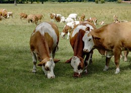 草地上的奶牛图片_16张
