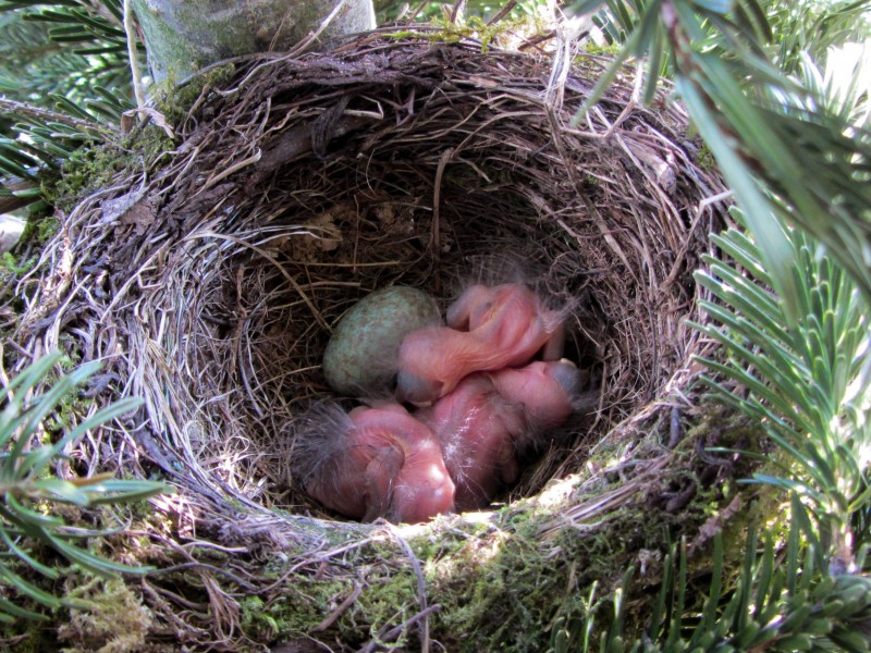 点击大图看下一张：鸟巢中的雏鸟图片