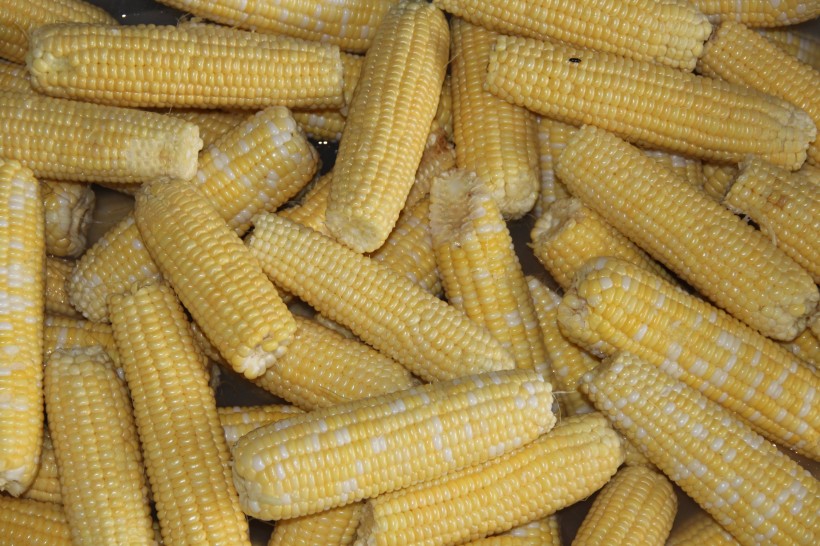 点击大图看下一张：颗粒饱满的玉米图片